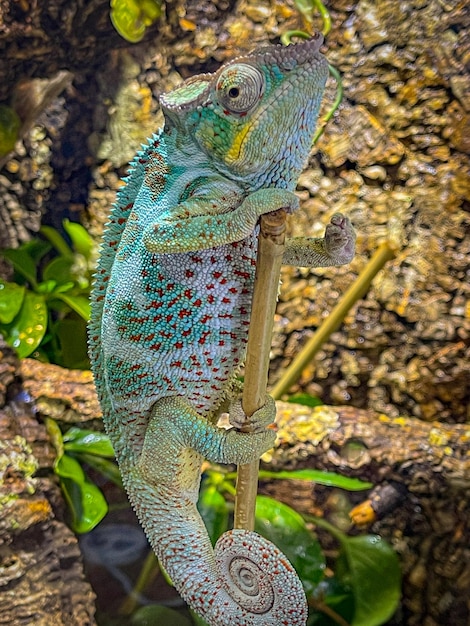 Photo close-up of lizard