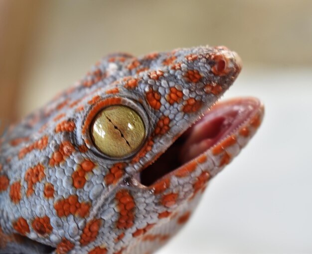 Close-up of a lizard