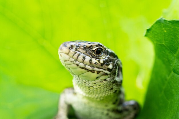 Close-up of a lizard