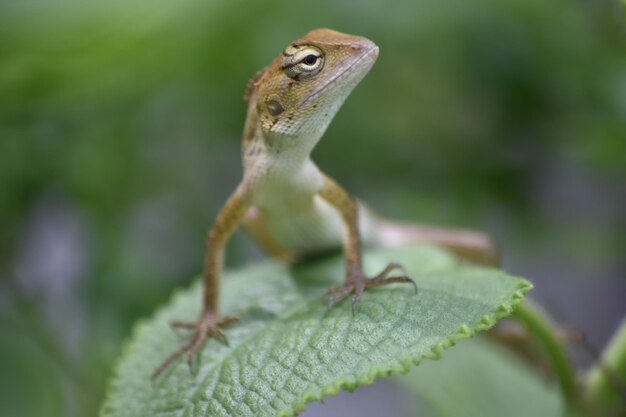 Photo close-up of a lizard