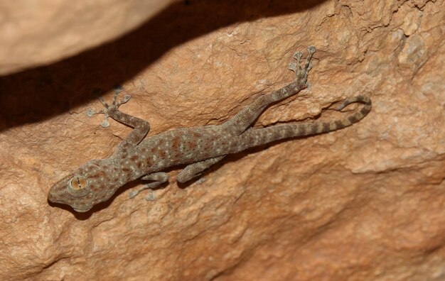 Photo close-up of a lizard