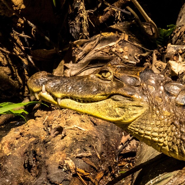 Photo close-up of a lizard