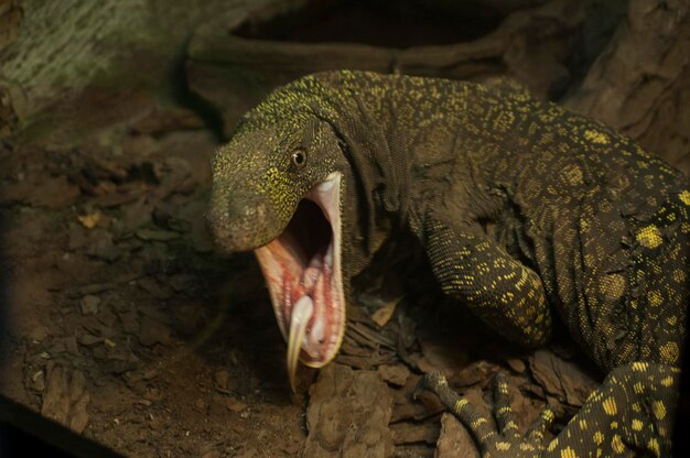 Close-up of lizard