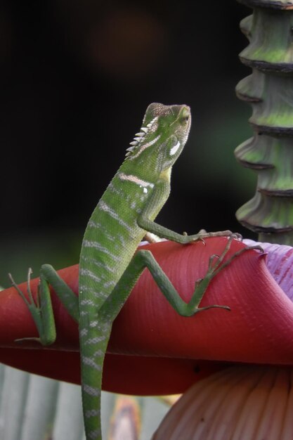 Close-up of lizard