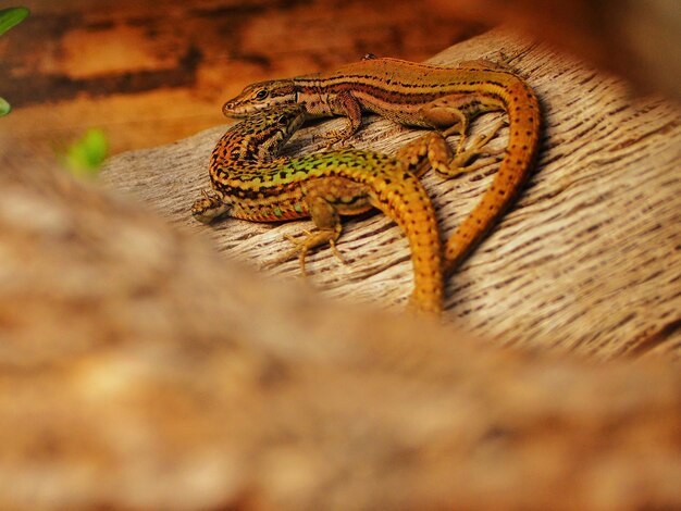 Photo close-up of lizard