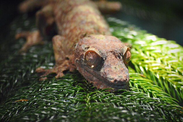 Photo close-up of lizard