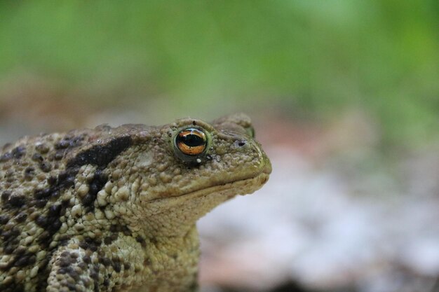 Close-up of a lizard