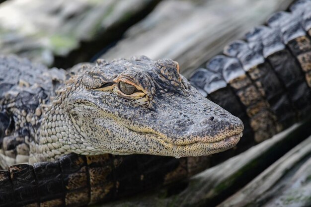 Close-up of lizard