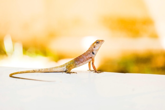 Photo close-up of a lizard