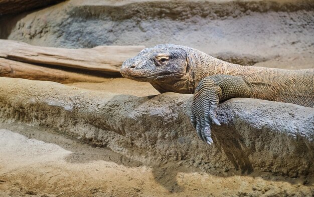 Photo close-up of lizard