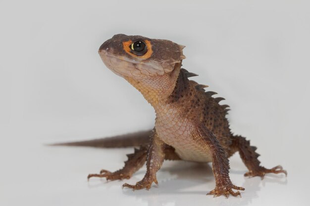 Photo close-up of a lizard