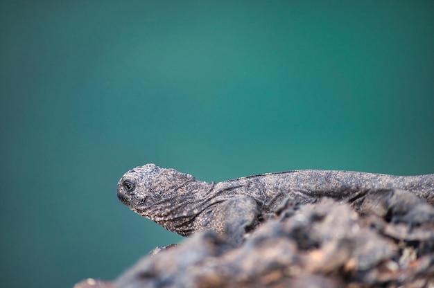 Close-up of lizard