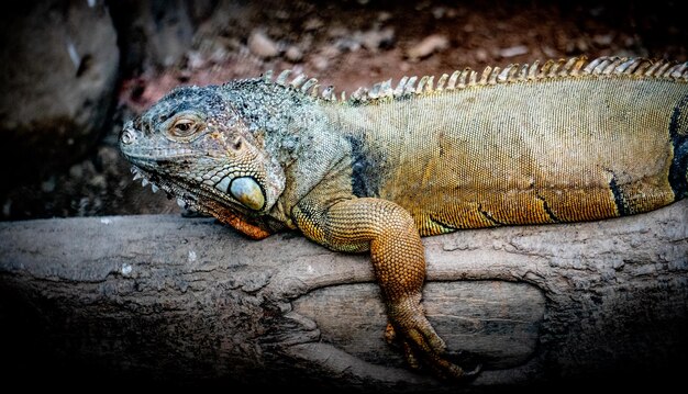 Photo close-up of a lizard