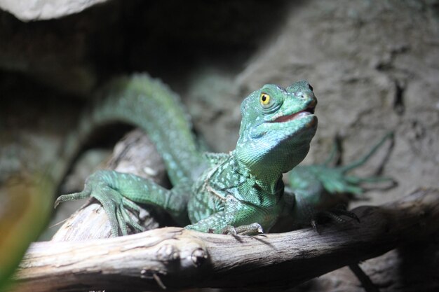 Photo close-up of lizard