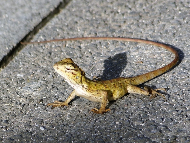 Close-up of lizard