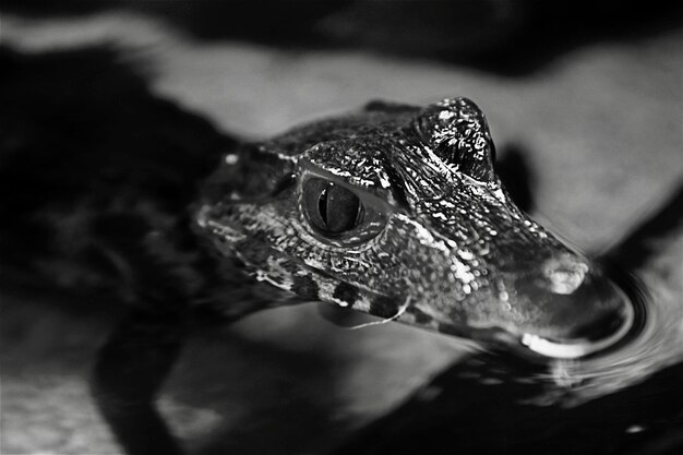 Photo close-up of a lizard