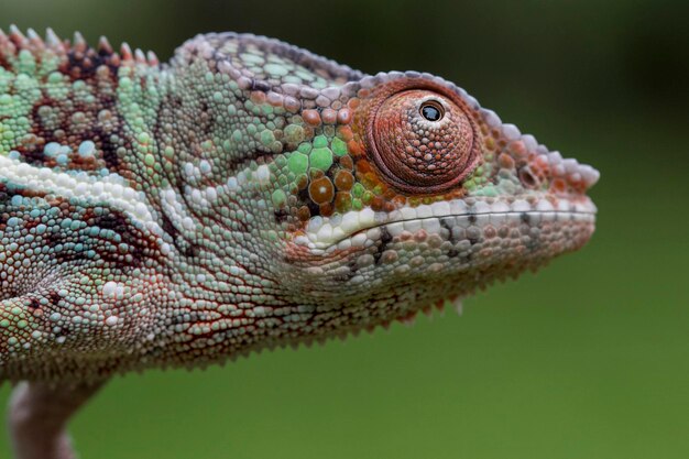 Photo close-up of a lizard