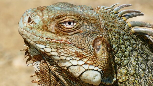 Photo close-up of a lizard