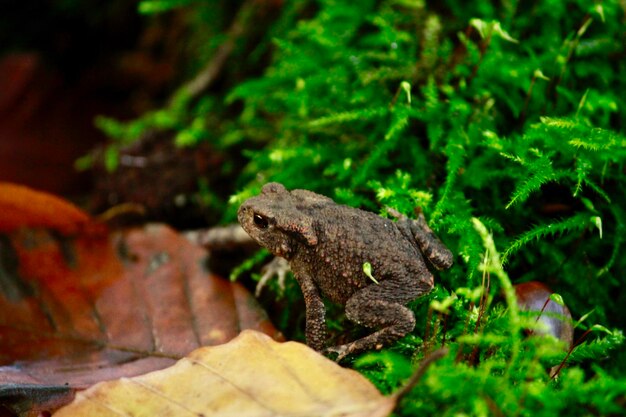 Close-up of a lizard