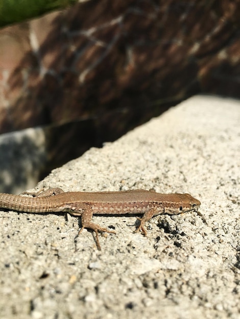 Photo close-up of lizard