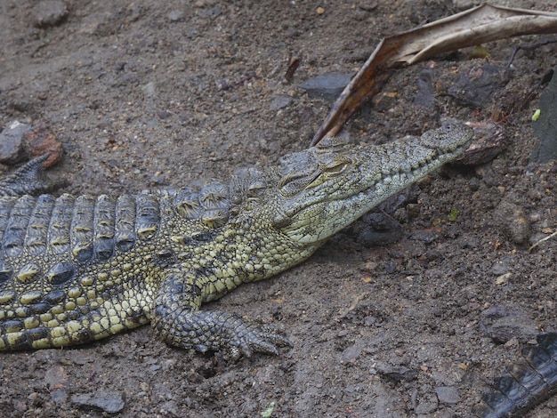 Photo close-up of lizard