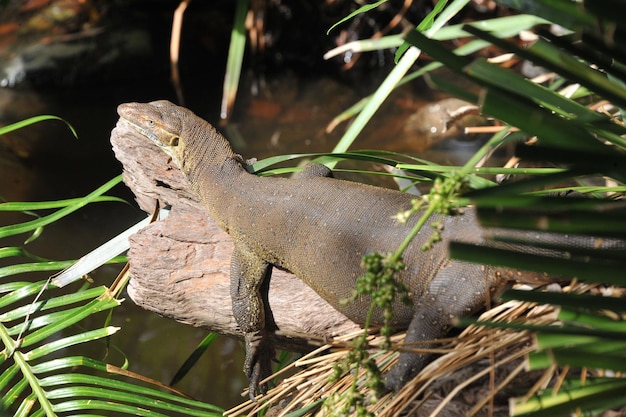 Close-up of a lizard