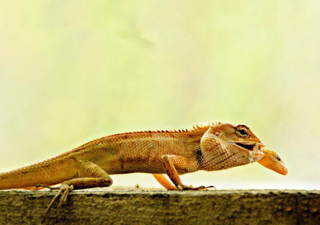 Photo close-up of a lizard