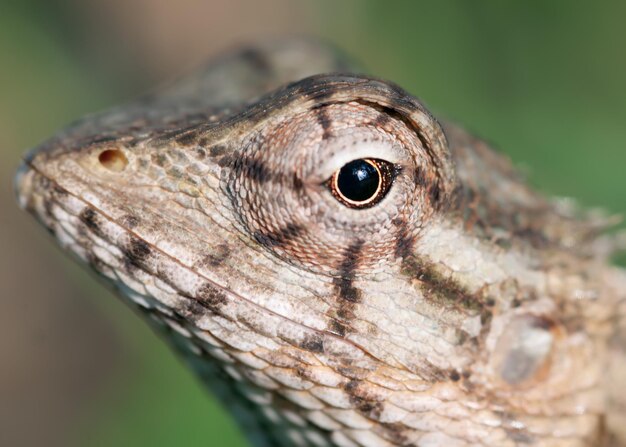 Photo close-up of a lizard