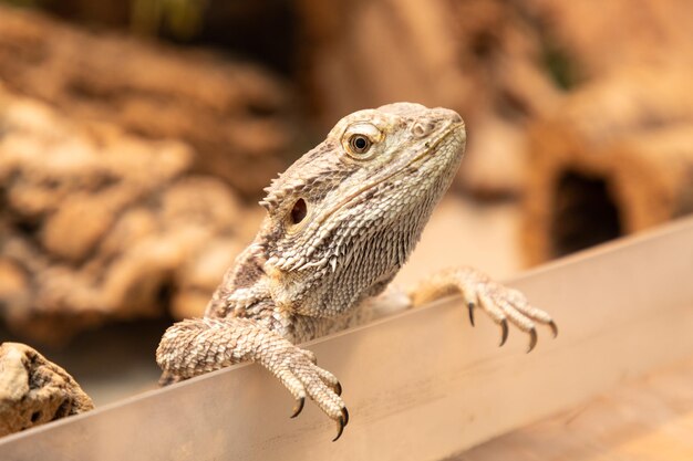 Photo close-up of lizard