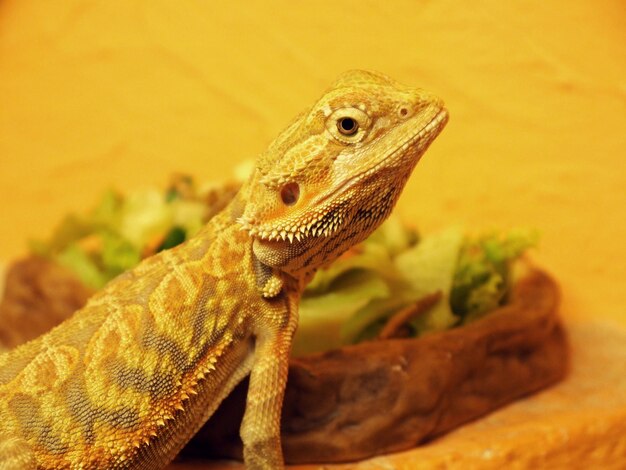 Close-up of a lizard