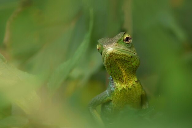 Photo close-up of lizard