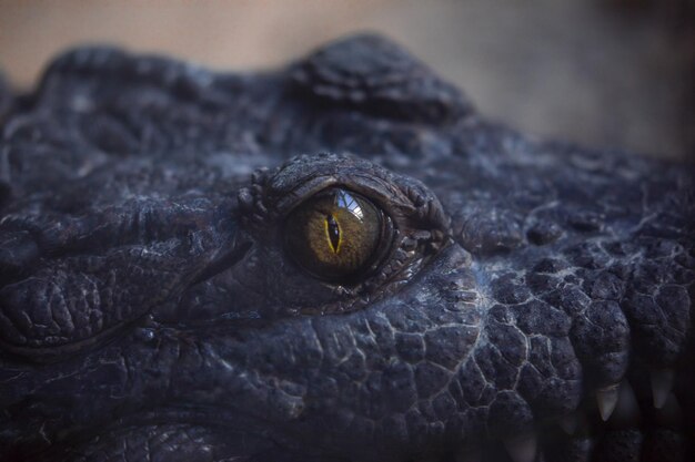 Photo close-up of a lizard