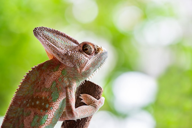 Photo close-up of a lizard