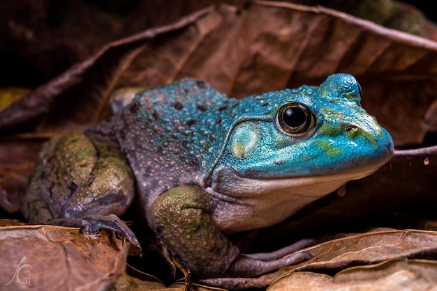 Photo close-up of lizard