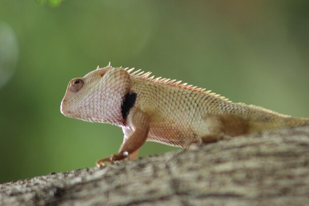 Photo close-up of a lizard