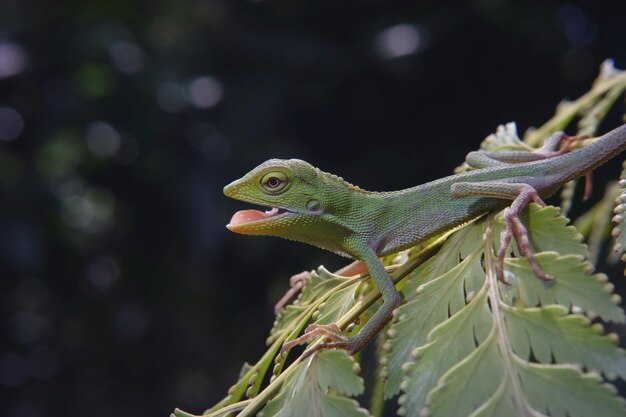 Photo close-up of lizard