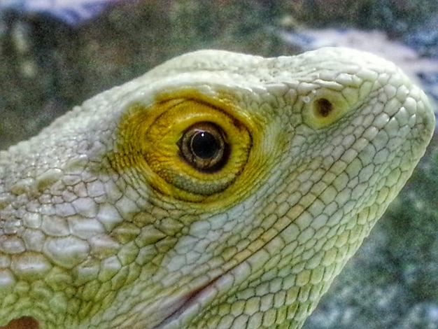 Photo close-up of lizard