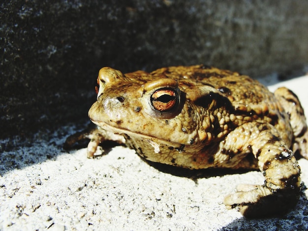 Photo close-up of lizard