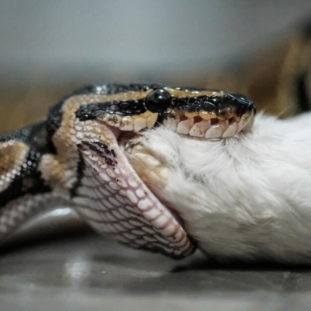 Close-up of lizard