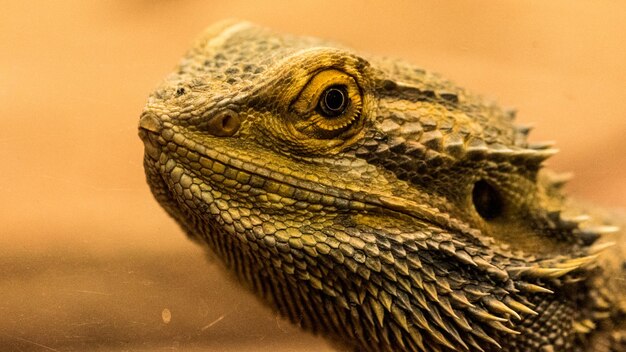 Photo close-up of lizard