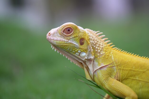 Photo close-up of a lizard