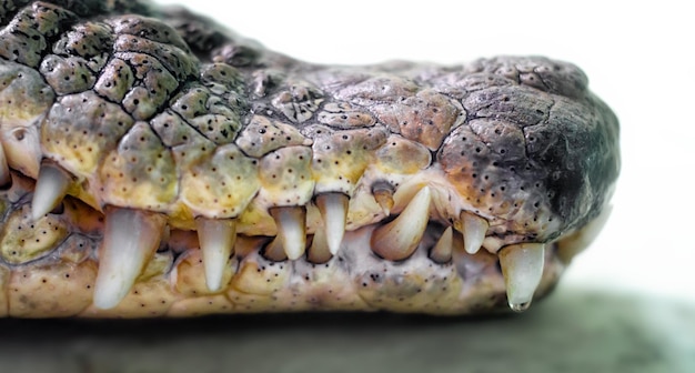 Photo close-up of a lizard