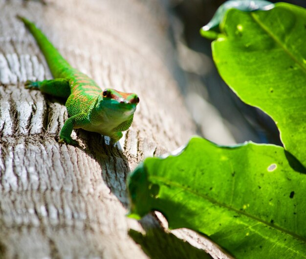 Photo close-up of a lizard