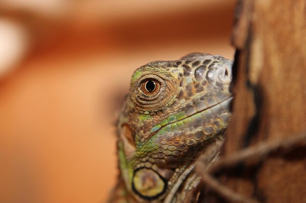 Close-up of lizard