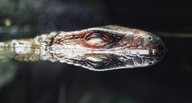 close-up of lizard