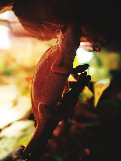 Photo close-up of lizard