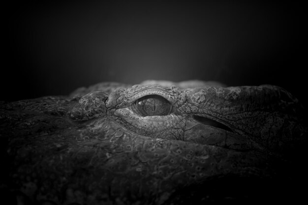 Photo close-up of a lizard