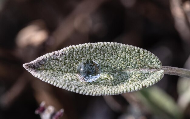 Foto prossimo piano di una lucertola