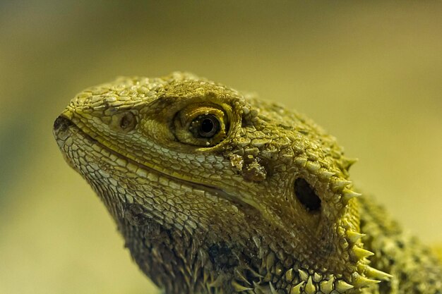 Close-up of a lizard