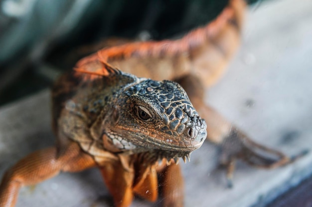 close-up of lizard